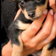 Prazsky krysarik Vina