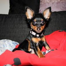 Prazsky krysarik Lady