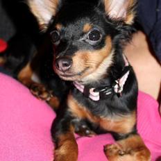 Prazsky krysarik Lady