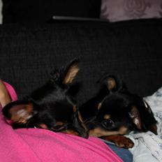 Prazsky krysarik Lady