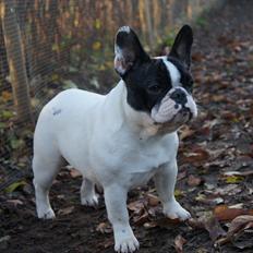 Fransk bulldog Fanta