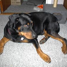 Blanding af racer Anton