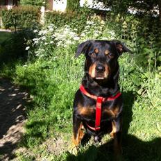 Blanding af racer Anton