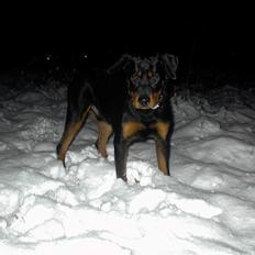 Blanding af racer Anton