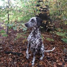 Blanding af racer Sasha