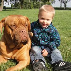 Dogue de bordeaux Den Røde Løber Michell's Eternity - Malou