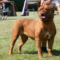 Dogue de bordeaux Ishinrosse Aime - Jasmin