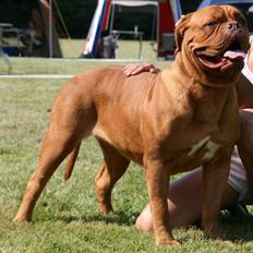 Dogue de bordeaux Ishinrosse Aime - Jasmin