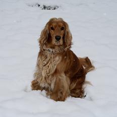 Cocker spaniel Silke