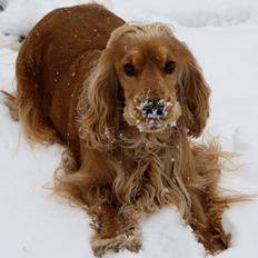 Cocker spaniel Silke