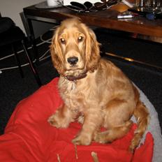 Cocker spaniel Silke