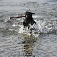 Blanding af racer Chang