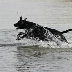 Blanding af racer Chang