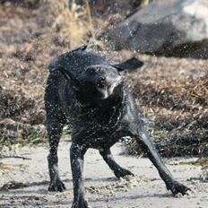 Blanding af racer Chang