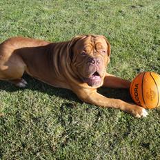Dogue de bordeaux Shadow of oak Bentley - Ben