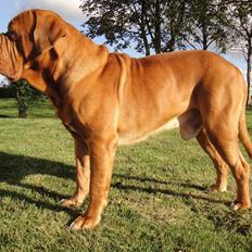 Dogue de bordeaux Shadow of oak Bentley - Ben