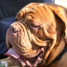 Dogue de bordeaux Shadow of oak Bentley - Ben