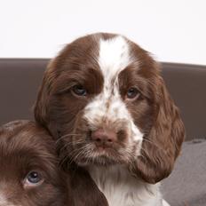 Cocker spaniel Nanna