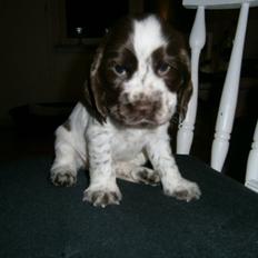 Cocker spaniel Nanna
