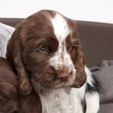 Cocker spaniel Nanna