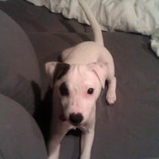 Jack russell terrier Jackie