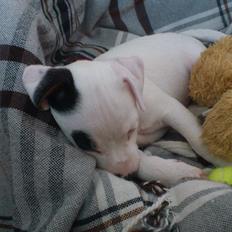 Jack russell terrier Jackie