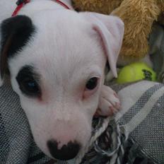 Jack russell terrier Jackie