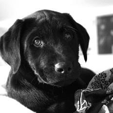 Labrador retriever Hugh