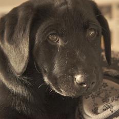 Labrador retriever Hugh