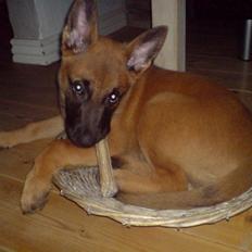 Malinois Nacho von der lausbuben