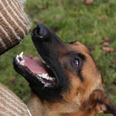 Malinois Nacho von der lausbuben