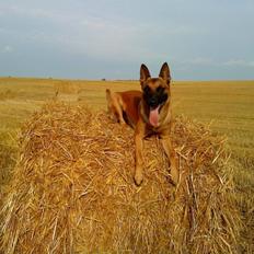 Malinois Nacho von der lausbuben