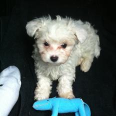 Malteser Cody