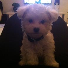 Malteser Cody