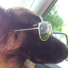 Schæferhund Salby' Angelina - Angie!