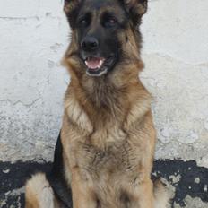 Schæferhund Salby' Angelina - Angie!