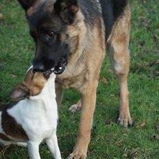 Schæferhund Salby' Angelina - Angie!