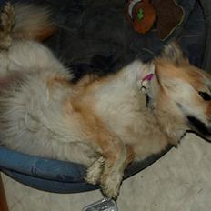 Islandsk fårehund Freja