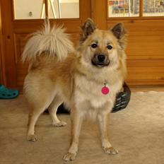 Islandsk fårehund Freja
