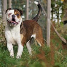 Olde english bulldogge Bulltok's Diesel <3