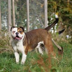 Olde english bulldogge Bulltok's Diesel <3