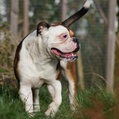 Olde english bulldogge Bulltok's Diesel <3