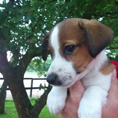 Jack russell terrier Obelix