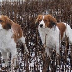 Kooikerhondje Arabella