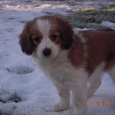 Kooikerhondje Arabella