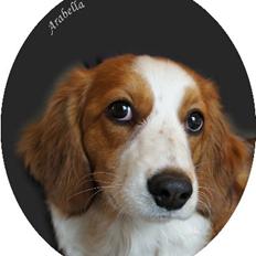 Kooikerhondje Arabella