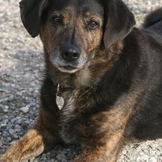 Blanding af racer Nala [Mor & Far's]