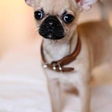 Blanding af racer Pixie (chihuahua/mops)