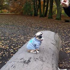 Blanding af racer Pixie (chihuahua/mops)