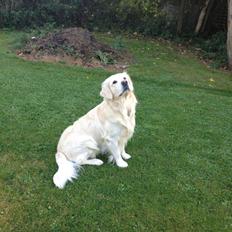 Golden retriever High Style's Yellow Bandit (Nemo)